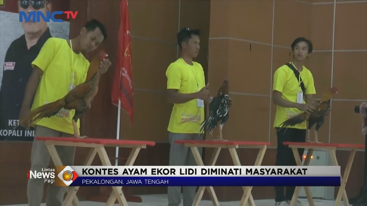 Kontes Ayam Ekor Lidi di Pekalongan Diminati Masyarakat #LintasiNewsPagi 10/08