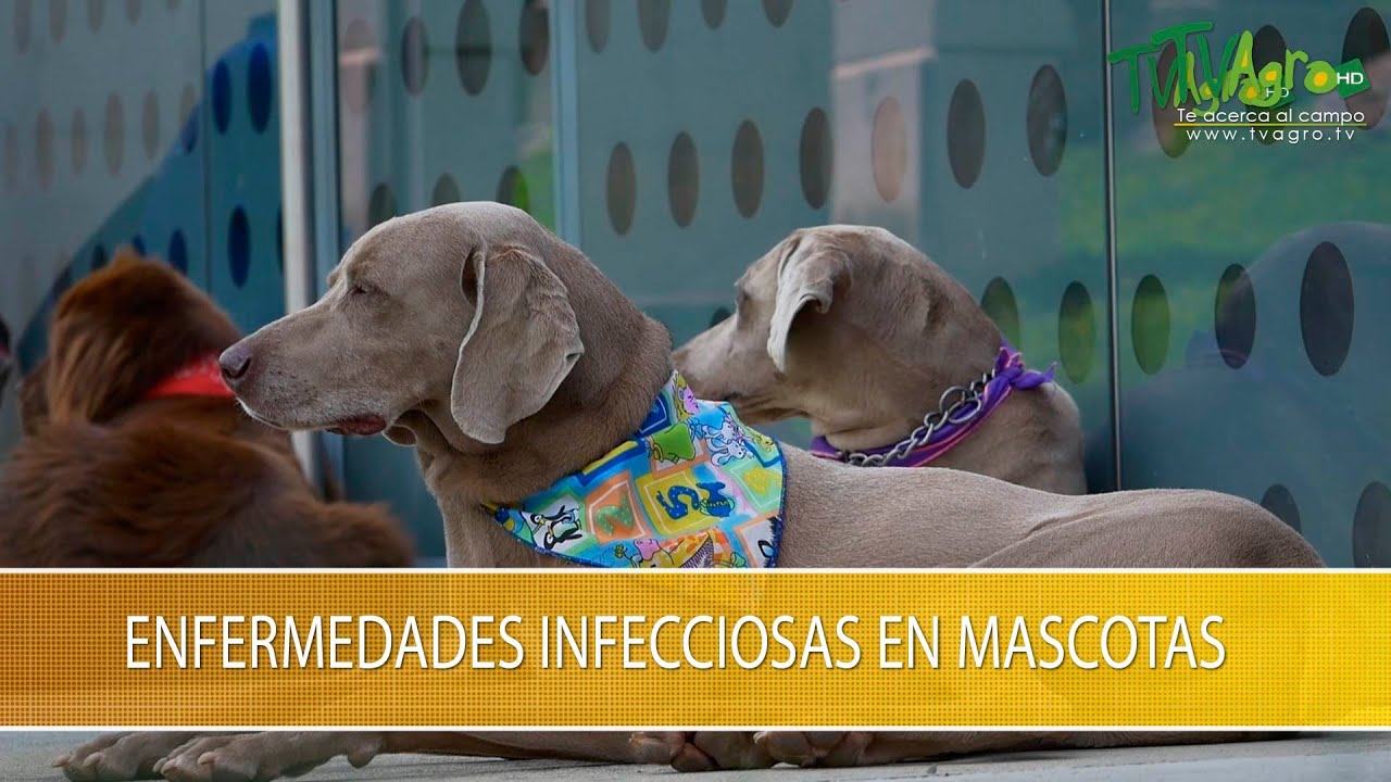 Enfermedades Infecciosas En Mascotas Tvagro Por Juan Gonzalo Angel