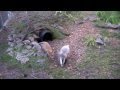 Badger Cub  and Fox Cubs