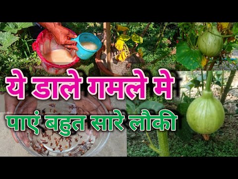 Video: Urine In The Garden - Qhia Txog Urea Fertilizer