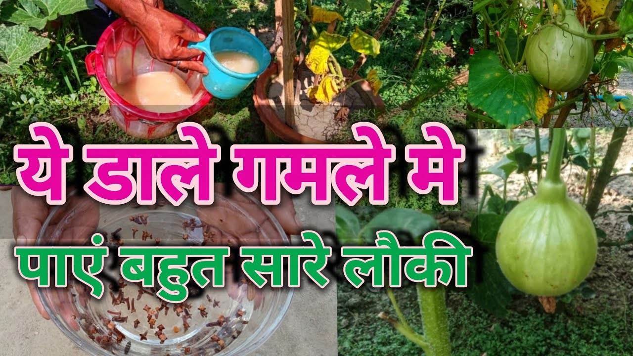 मुफ्त की ये खाद डालें और पाएं ज्यादा से ज्यादा लौकी / Best Fertilizer for Bottle Gourd YouTube