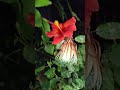 flowers talk at night