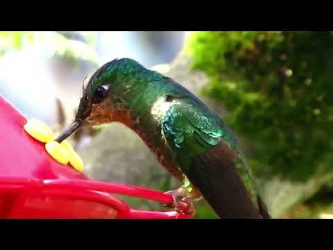 El colibrí del