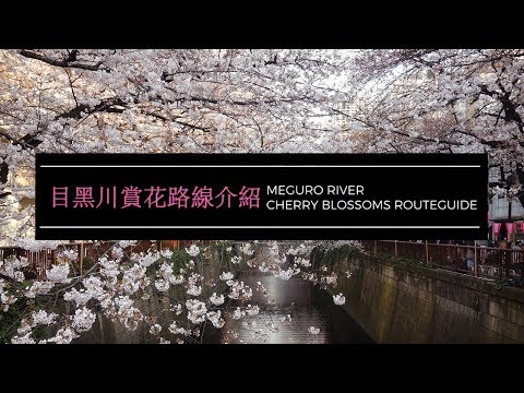 目黑川賞花路線介紹 Cherry Blossoms Meguro River Route Guide 2017