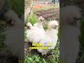 Nuevas Sedosas del Japon #sedosasdeljapon #sedosas #gallinasnuevas #gallinas