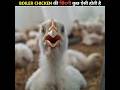 BOILER CHICKEN की जिंदगी 😨 #shorts #facts #ytshorts #shortsviral
