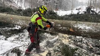 Můj zatím nejdelší strom❗️Kácení posleního smrku od silnice🌲#czechforest #forestwork