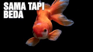 Bisakah Ikan Air Asin Hidup di Daerah Air Tawar dan Sebaliknya?