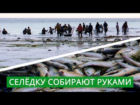 Селедка тоннами выбрасывается на берег на Сахалине