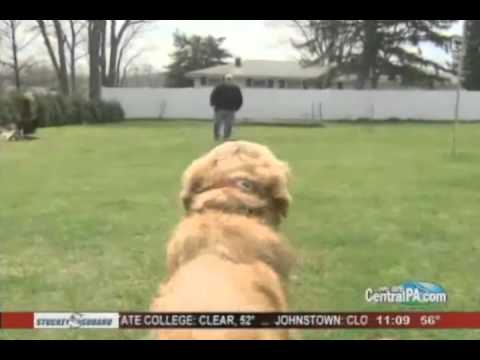 Amazing Golden Retriever Stops Traffic at Target