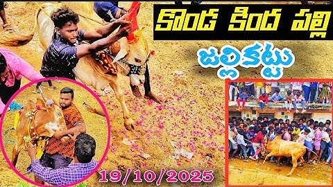 కొండకిందపల్లి జల్లికట్టు🔥| 19-10-2025 | Kondakindhapalli Jallikattu😍@Reddybulls#telugujallikattu2025