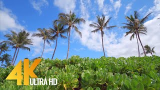 4K Sunny Palm Trees: Morning Birds Singing - Nature Relaxation Video from Tropical Beach screenshot 5