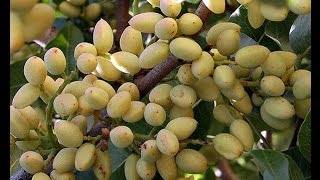 Leaf Sampling for Monitoring Nutrient Management in the Orchard