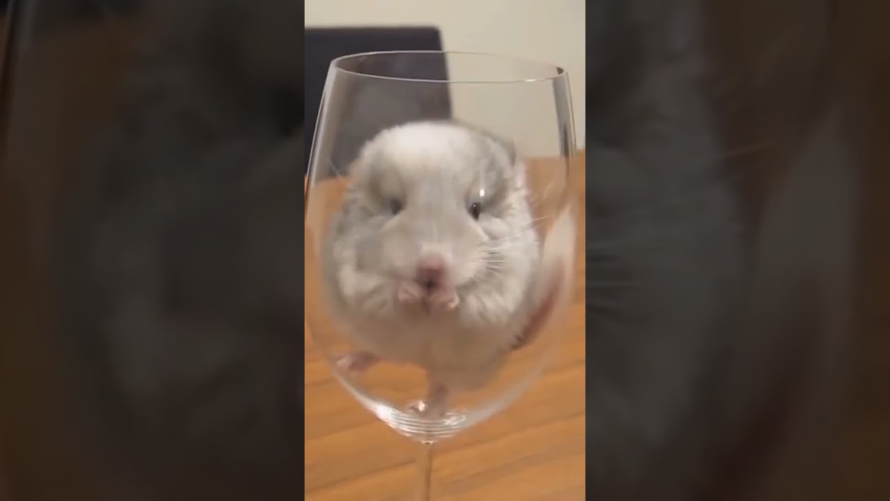 Опасны ли КЛЕЩИ и БЛОХИ для ГРЫЗУНА