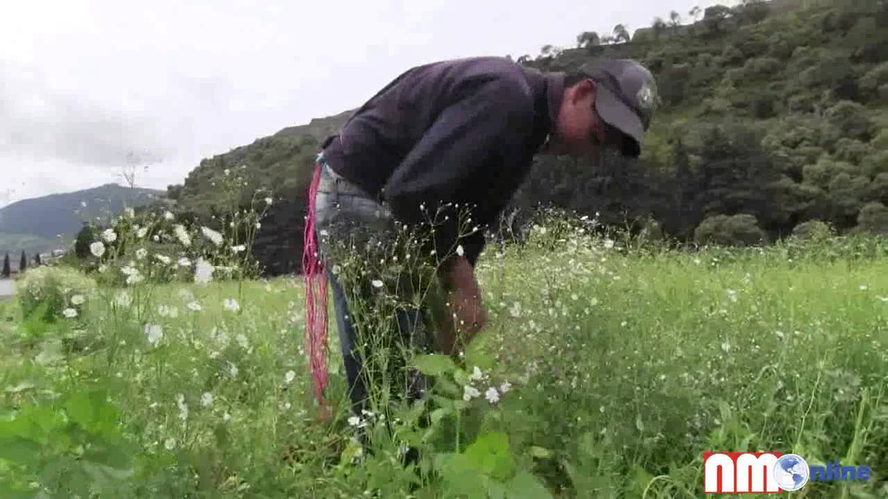 Cariño, ingrediente para que brote la flor de nube - YouTube