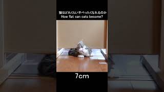 猫はどれくらい平べったくなれるのか。 #Shorts