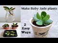 2 Easy Ways to Propagate Your Jade Plant (Crassula ovata) | Rooting Stem Cuttings in (Water + Soil)