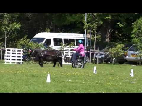 shetland-pony-&-panto-horses