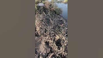 Câu cá rô đồng, dính rô mề p7 #shorts