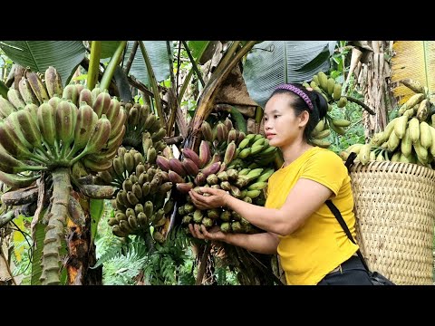 Harvest bananas to sell at the market - buy fish from the market l Lý Thị Sai