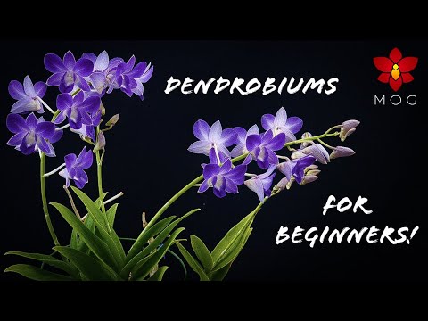 Video: Orchid dendrobium nobile: home care