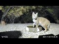 Bobcat In a water dish.