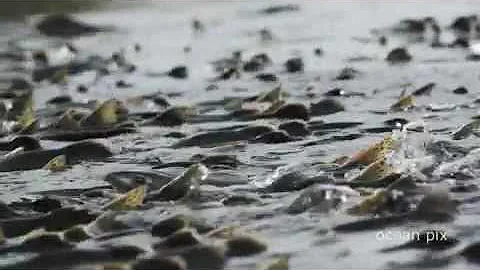 Salmon Forest (official trailer) a film by Ocean Pix