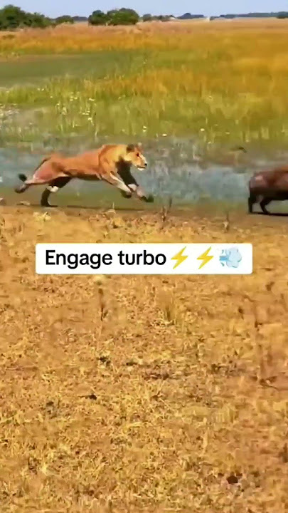Imagine a kasongo with a tube engine #warthogs #savannahwildlife