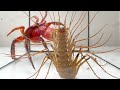 カニが自分より足の多い生物の出現に大慌て