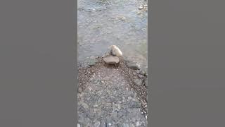 Cara perangkap ikan uceng di sunge .