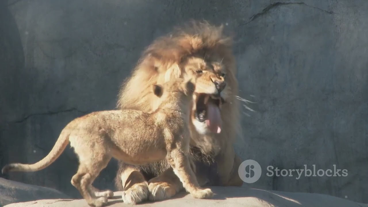 The Majestic Roar Unveiling the Lion's - YouTube