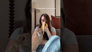 what’s mine is theodore’s •••#bunnylover #bunnylife #lifewithabunny #bunnyoftheday #bunnyrabbit