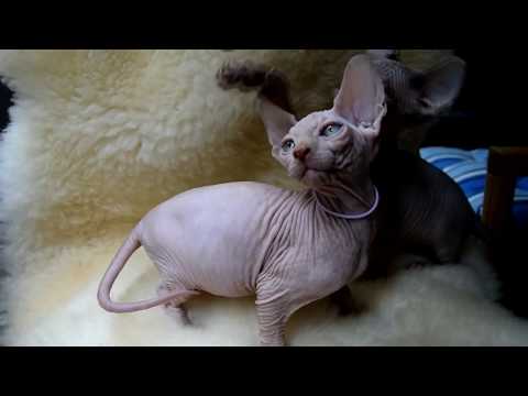 Video: Jinsi Ya Kuchagua Kitten Ya Don Sphynx