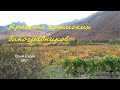 Красота крымских виноградников. Судак, Дачное сегодня 25 октября 2021
