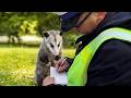 When Animals Face Off With the Police for the First Time Ever! 😂