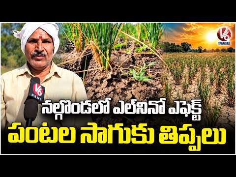 El Nino Impact On Agriculture in Nalgonda | Crop Cultivation Affected | V6 News - V6NEWSTELUGU