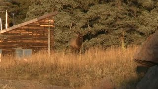Elk Hunting: Bow hunting Colorado Elk
