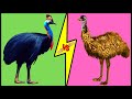 CASSOWARY vs EMU Comparison- Who Would Win a Fight?