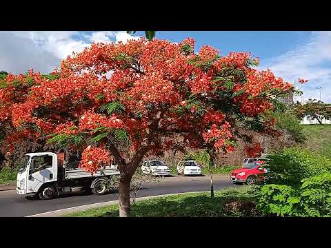 Flamboyant magniifiique [ délonix regia ] rond point Portail St Leu  HD