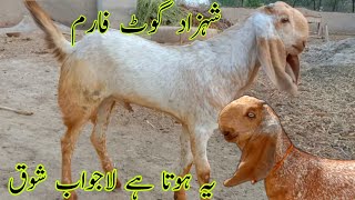 Shahzad goat farm  آج پھر دوستوں کے لیے مکھی چینی بچے آ گئے نکوڑے   والے اور ڈبل ہڈی والے بچے آگئے