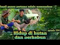 hasil panen pertama kebun pare selalu memuaskan warta petani muda hidup di hutan