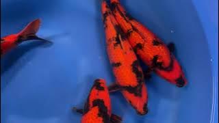 202110 SP-A737 Maruhiro HQ Nisai Hi Utsuri 43-44 cm WYSIWYG