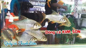 Đam mê nuôi dòng CÁ KIM SƠN, đẹp giản đơn nhưng huyền bí