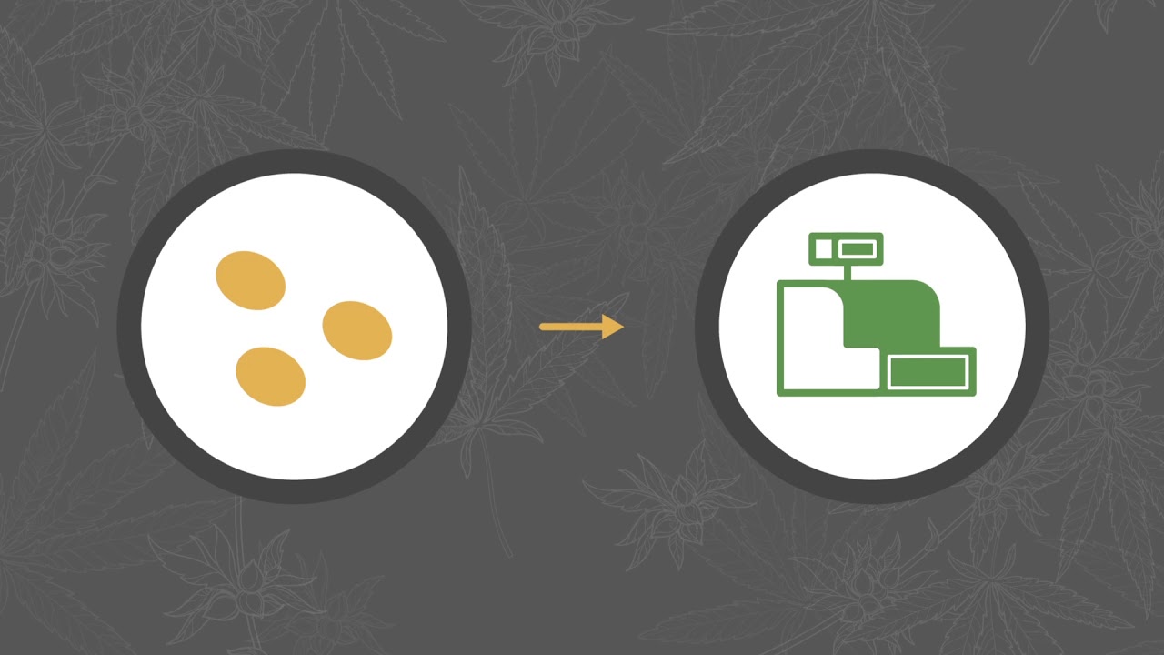 Rad Extracts Process Explanation