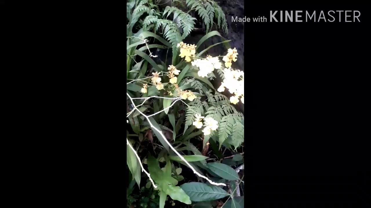 Different types of flower bearing plants in my sorroundings YouTube