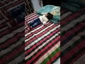 Cutebaby viral trend youtubeshorts ytshorts cute baby shorts short cuteipie armaanmalik