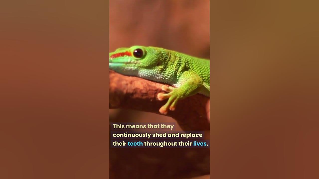 how-do-reptiles-like-geckos-continuously-replace-their-teeth-throughout