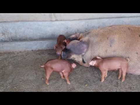 Lumbini Live Stock Agro Farm house pork
