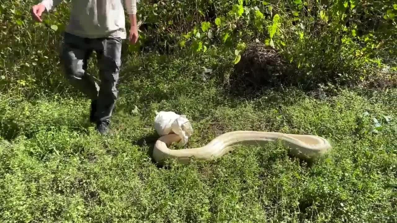 WATCH: Professional snake removing couple captures massive boa in