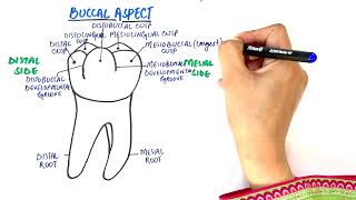 Anatomy of Mandibular First Molar  Tooth Morphology